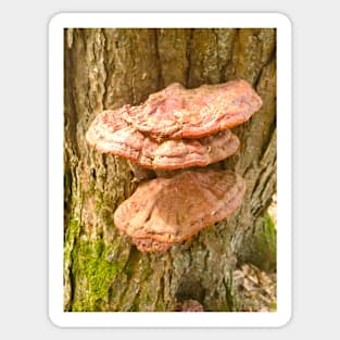 Beefsteak Fungus Sticker